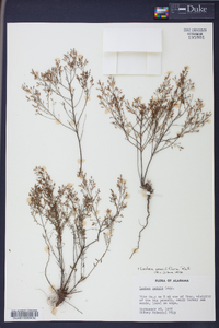 Lechea sessiliflora image