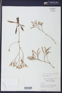 Limonium carolinianum image