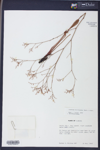 Limonium carolinianum image