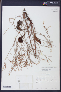 Limonium carolinianum image