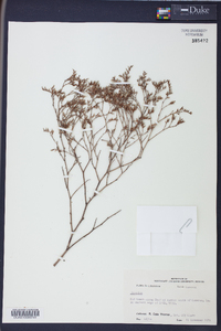 Limonium carolinianum image