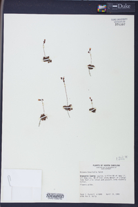 Drosera brevifolia image