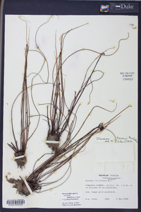 Drosera tracyi image