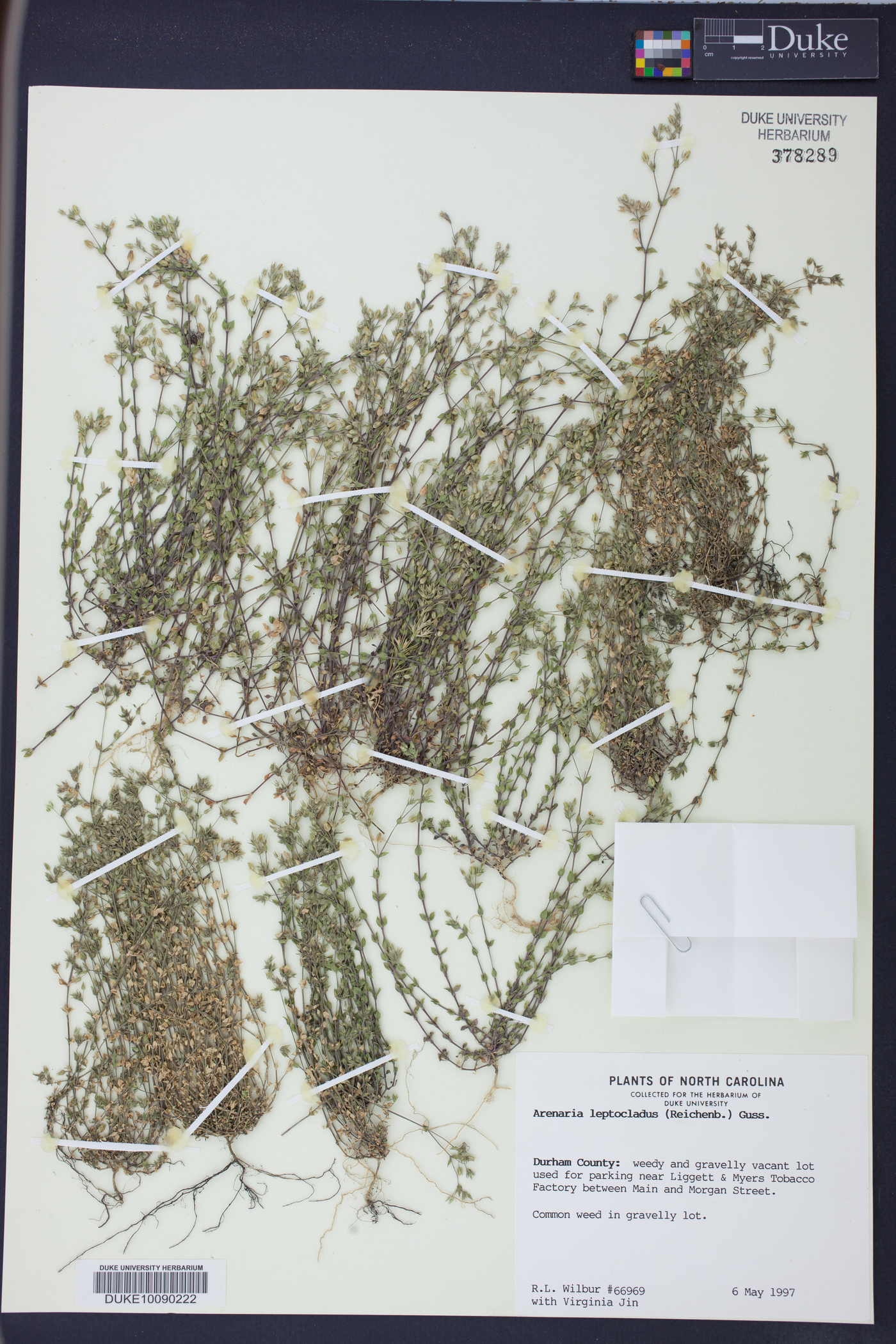 Arenaria leptoclados image