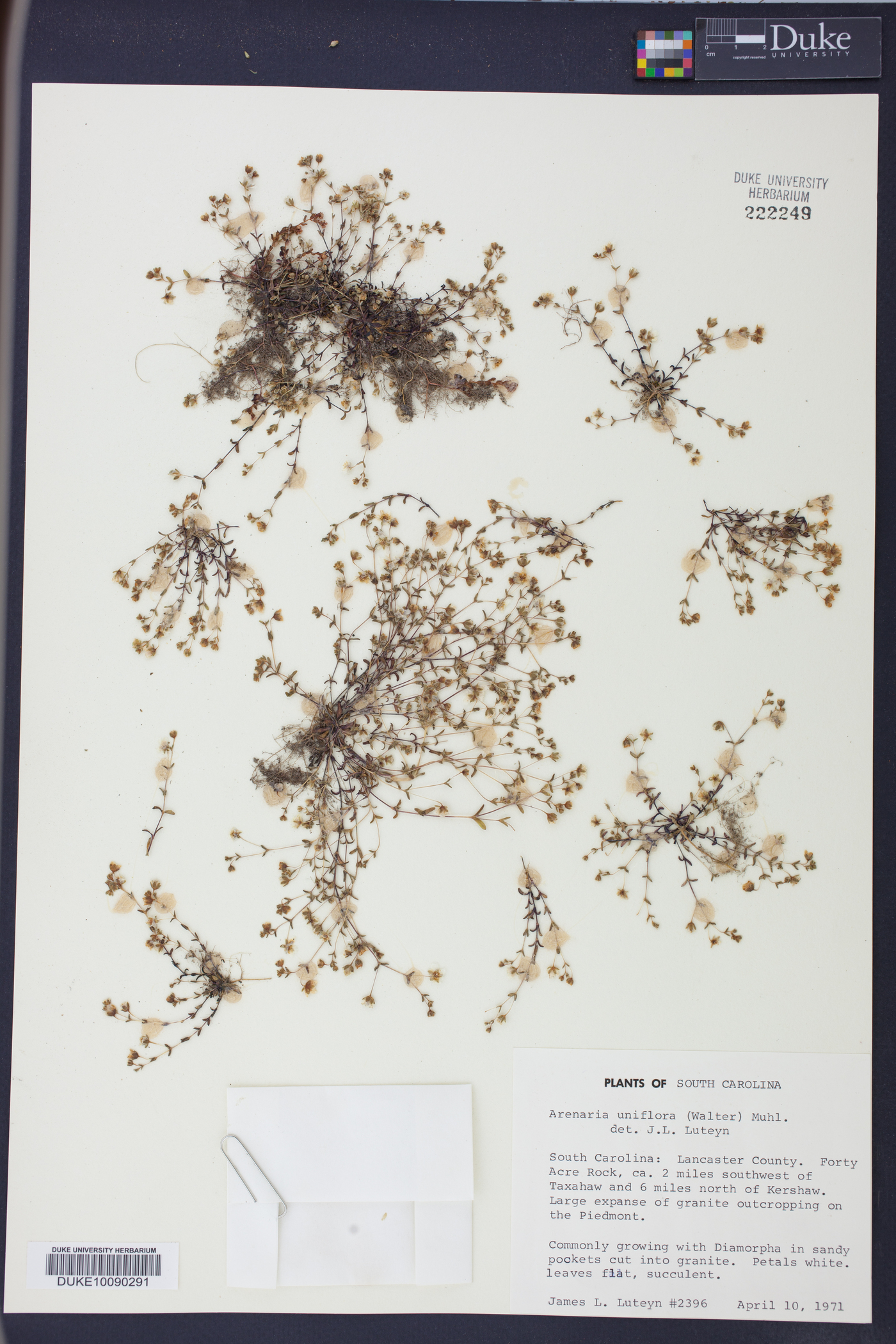 Mononeuria uniflora image