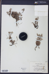 Paronychia argyrocoma image