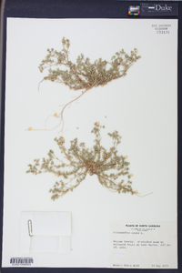 Scleranthus annuus image