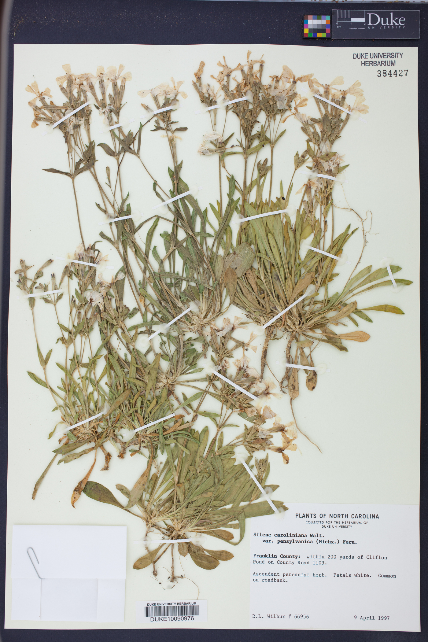 Silene caroliniana subsp. pensylvanica image