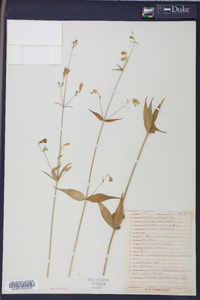 Silene stellata image