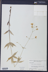 Silene stellata image