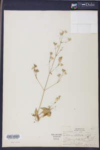 Silene stellata image