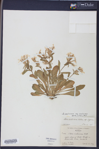 Silene caroliniana subsp. caroliniana image