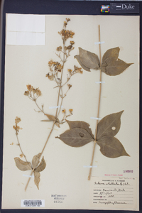 Silene stellata image