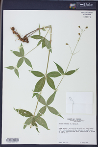 Silene stellata image