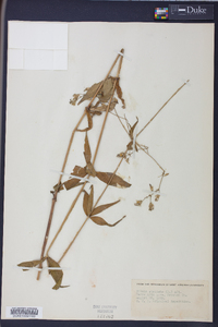 Silene stellata image