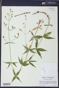 Silene stellata image