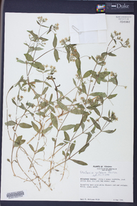 Stellaria puber image