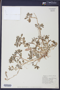 Stellaria puber image
