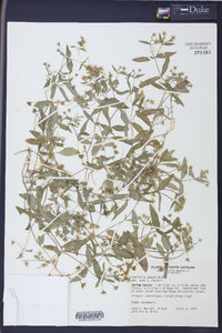 Stellaria puber image