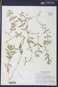 Stellaria puber image