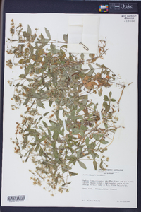 Stellaria puber image