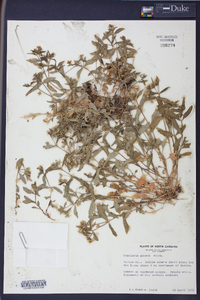 Stellaria puber image