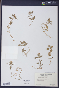 Stellaria puber image