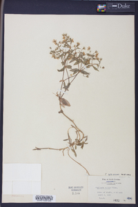 Stellaria puber image
