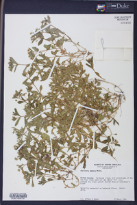 Stellaria puber image