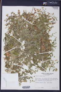 Stellaria puber image