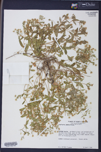 Stellaria puber image