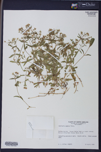 Stellaria puber image