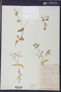 Stellaria puber image
