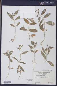 Stellaria puber image