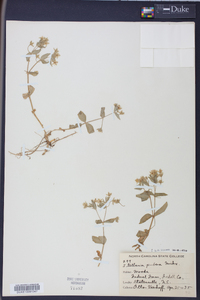 Stellaria puber image