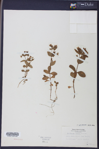Stellaria puber image