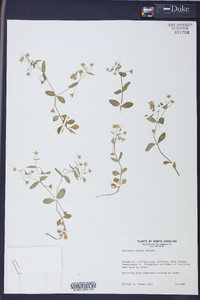 Stellaria puber image