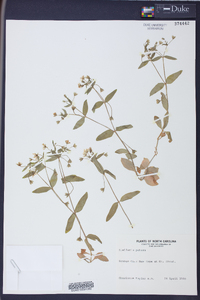 Stellaria puber image