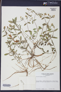 Stellaria puber image