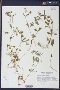 Stellaria puber image