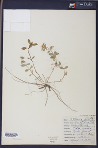 Stellaria puber image