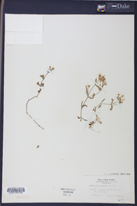 Stellaria puber image