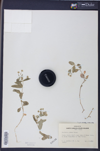 Stellaria puber image