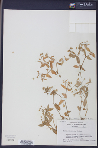 Stellaria puber image
