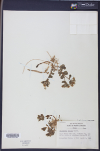 Stellaria puber image