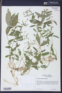 Stellaria puber image