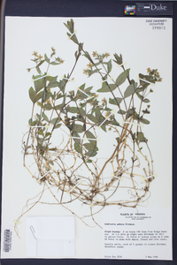 Stellaria puber image