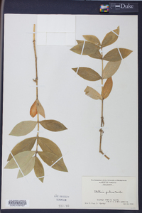 Stellaria puber image