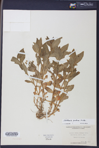 Stellaria puber image