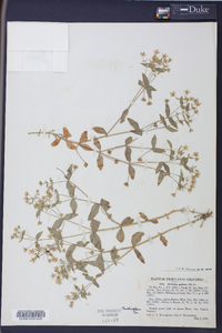 Stellaria puber image